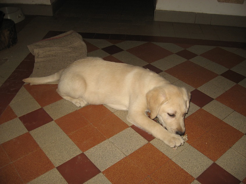 Labrador